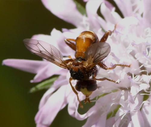 Réf. 231 702 : Sicus sp.